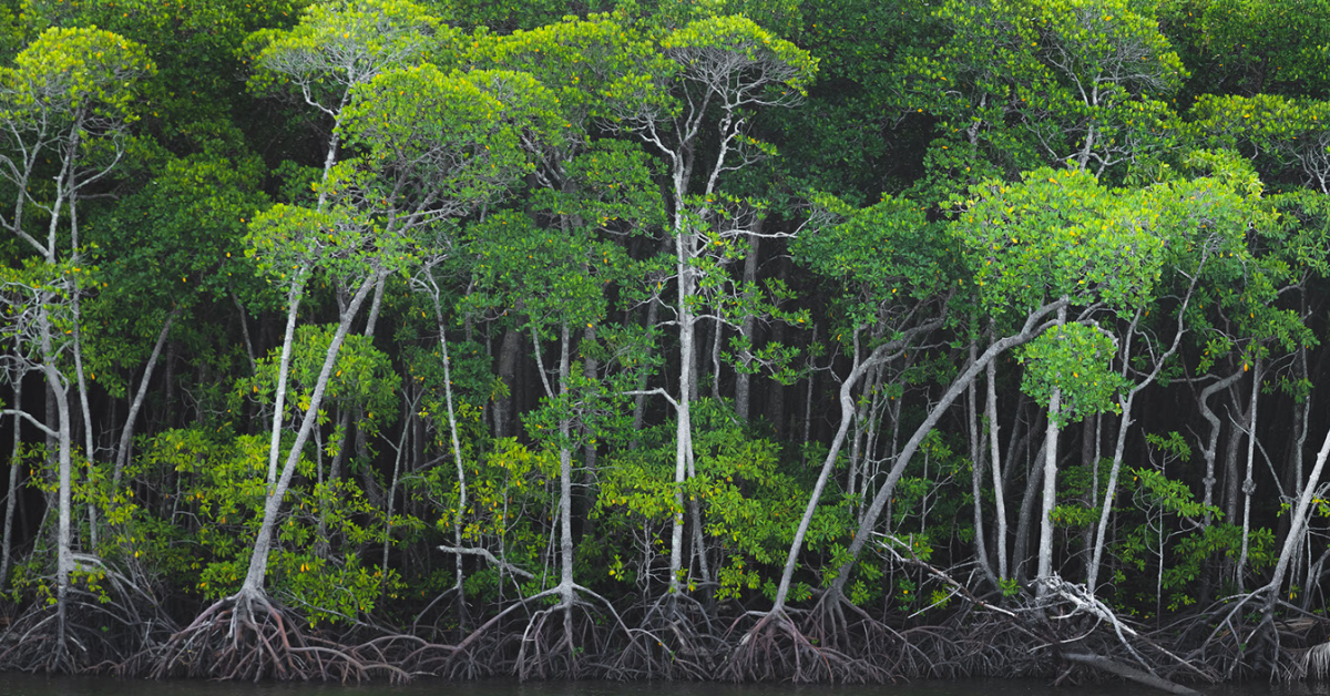 mangrove trees in a low tide with their roots exposed